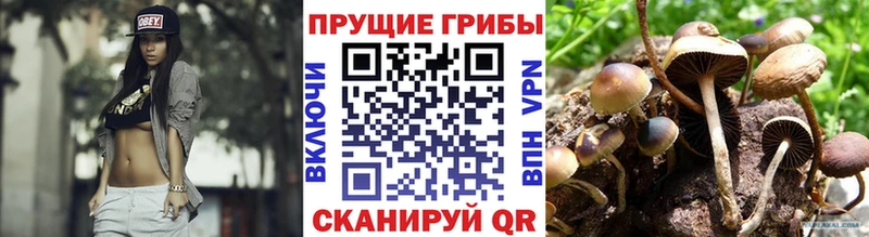 Псилоцибиновые грибы Magic Shrooms где купить наркоту blacksprut сайт Новоалтайск